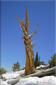 Bristlecone im Schnee